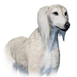 Салюки