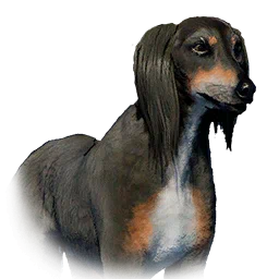 サルーキ