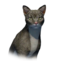 Slim Cat
