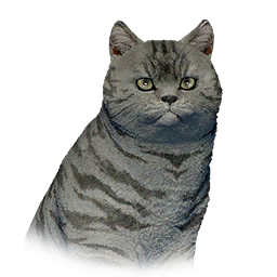 Short-Haired Cat