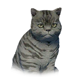 Short-Haired Kitten
