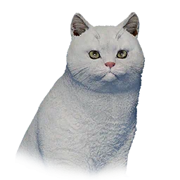 Short-Haired Cat