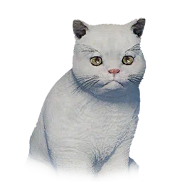 Short-Haired Kitten