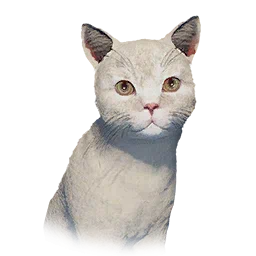 Kitten