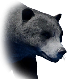 黑熊