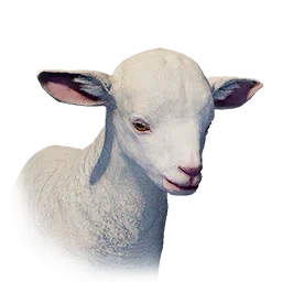 Lamm