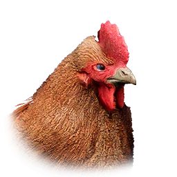 Gallina