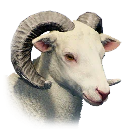 Wild Sheep