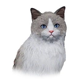 Long-Haired Cat