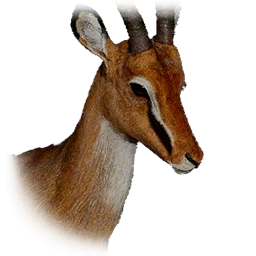 Antelope