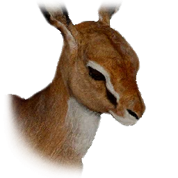 Antilopenkalb