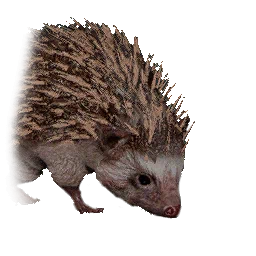 Igeljunges