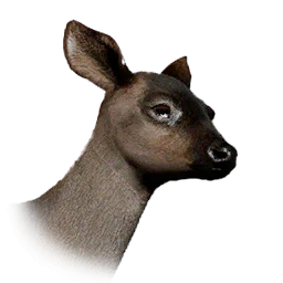 Rentierkalb