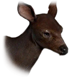 Wapiti-Kitz