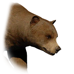 Oso