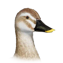 Spot-Billed Duck
