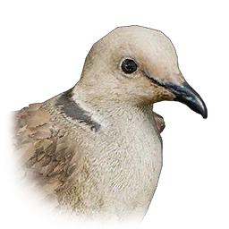 Collared Dove