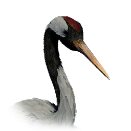 Grulla azul