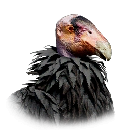 Kondor