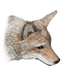 Coyote