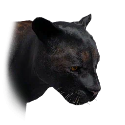 Puma nero