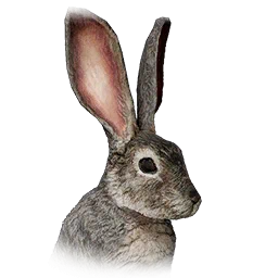 Wüstenhase