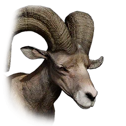 Wild Desert Bighorn Sheep