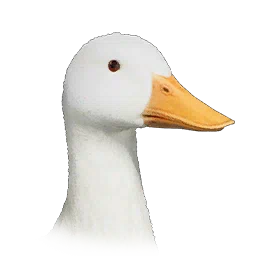 Wild Duck
