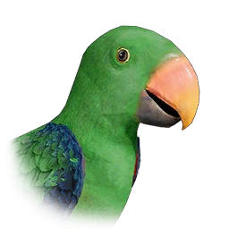 Loro ecléctico
