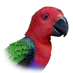 Creature Parrot Crimson Desert Aerial Creatures: Parrots