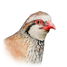 Perdiz