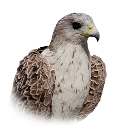 Eastern Sparrowhawk