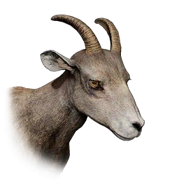 Wild Female Desert Bighorn Sheep