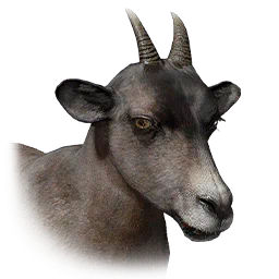 Female Mountain Goat