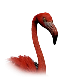 Flamenco