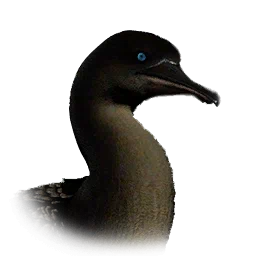 Cormorán buceador