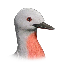 Loon