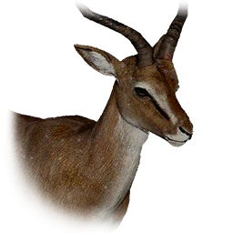 Gazelle