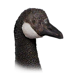 Goose