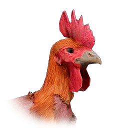 Gallo sin plumas