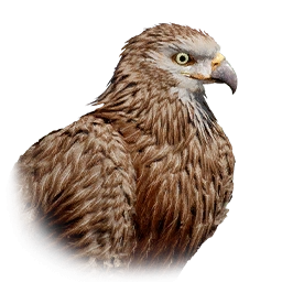 Halcón