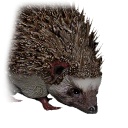 Igel