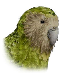 Kakapo