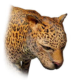 Leopardo
