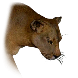 Leonessa