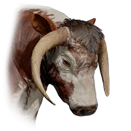 Longhorn a strisce bianche