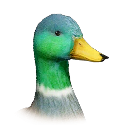 Mallard