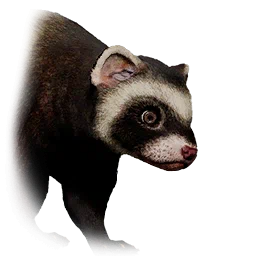 Erdmännchen