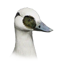 Smew
