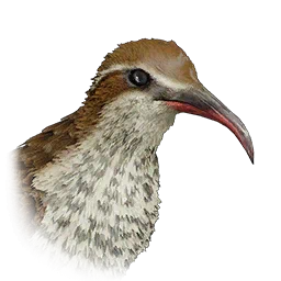 Mesito